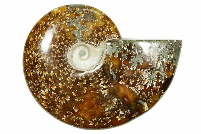 Polished Ammonite (Cleoniceras) Fossil - Madagascar #365067